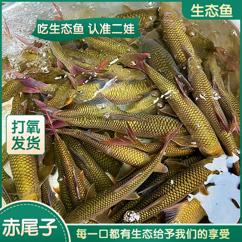 贵州生态活溪流鱼赤尾子红尾巴现杀冰鲜冷链鲜活鱼顺丰包邮到家
