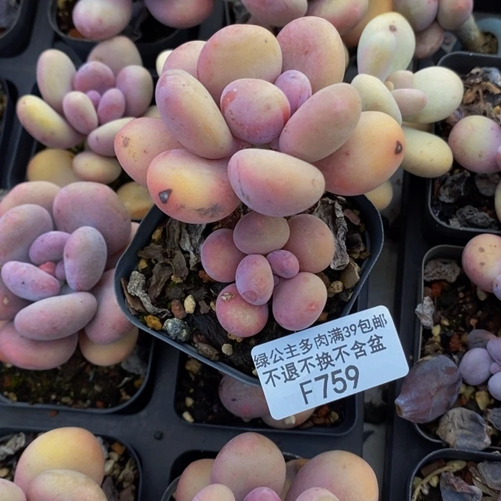 蛋黄奶759多肉植物