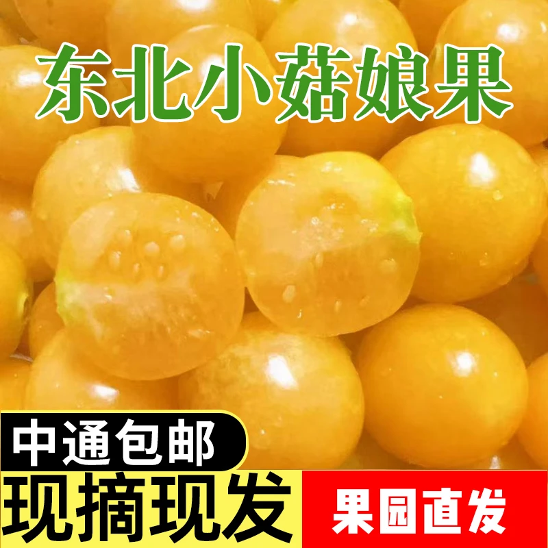 东北小金豆小菇娘果姑娘果灯笼果新鲜水果维C水果产地直发