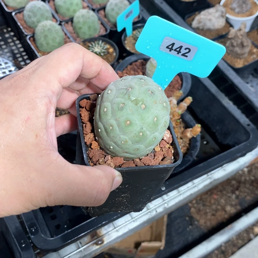习智也多肉植物一个