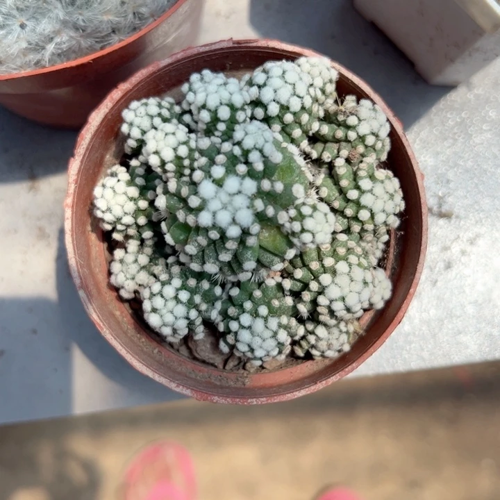 明***风恭喜发财恭喜发财