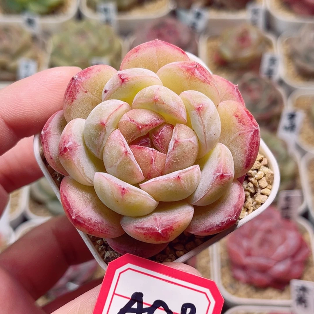A529 一物一拍 妍初
