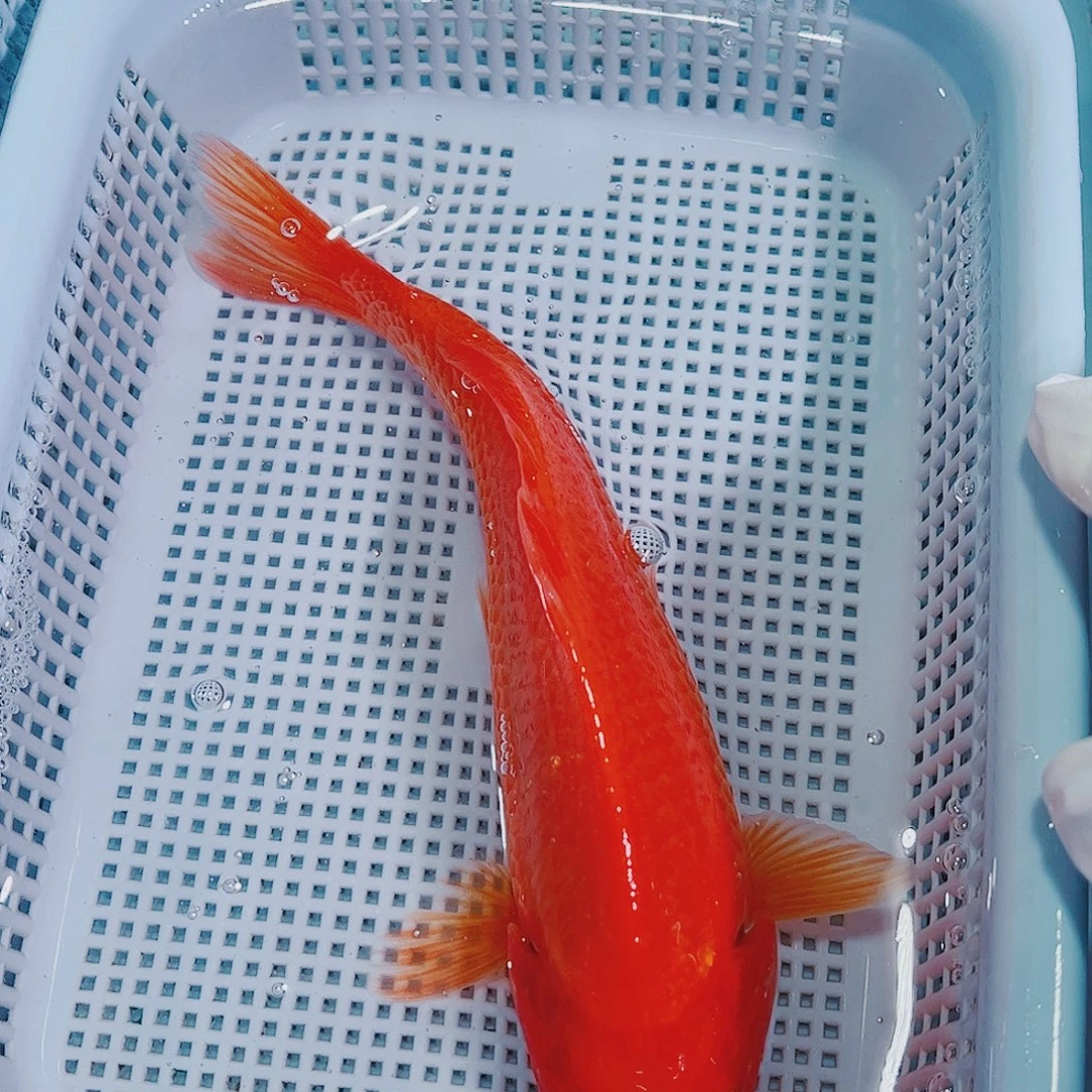 锦鲤锦鲤冷水观赏鱼