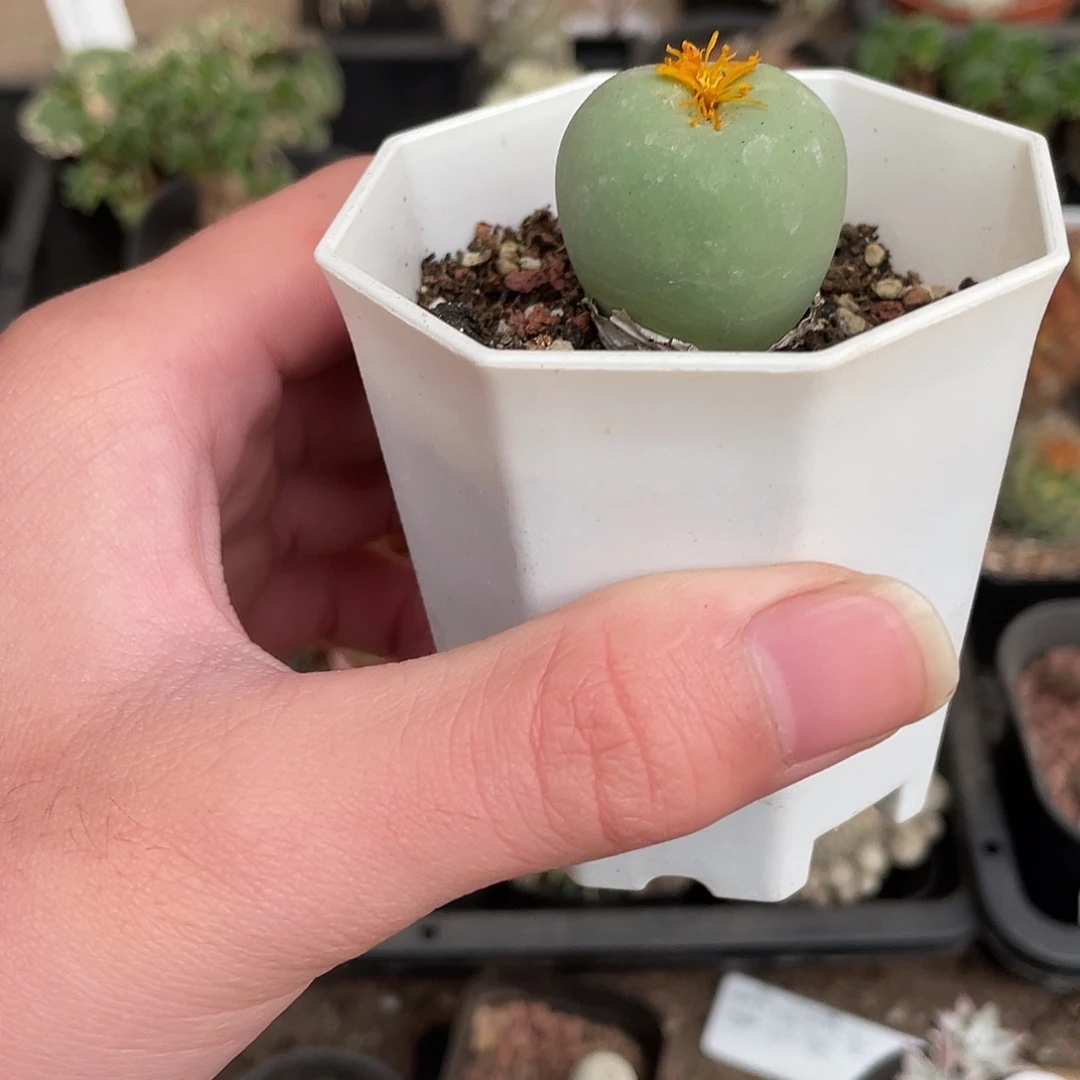 760鸽子蛋（满18包邮）