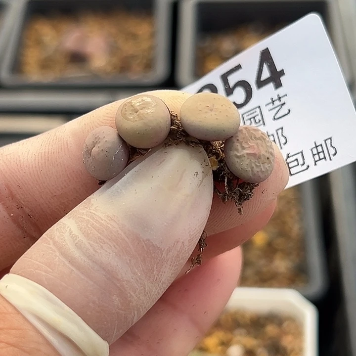 254号特价福利奶油嘴多肉4个