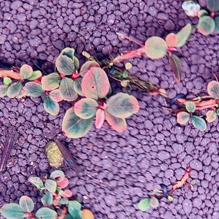 无花朵福利辣椒榕草堂圆