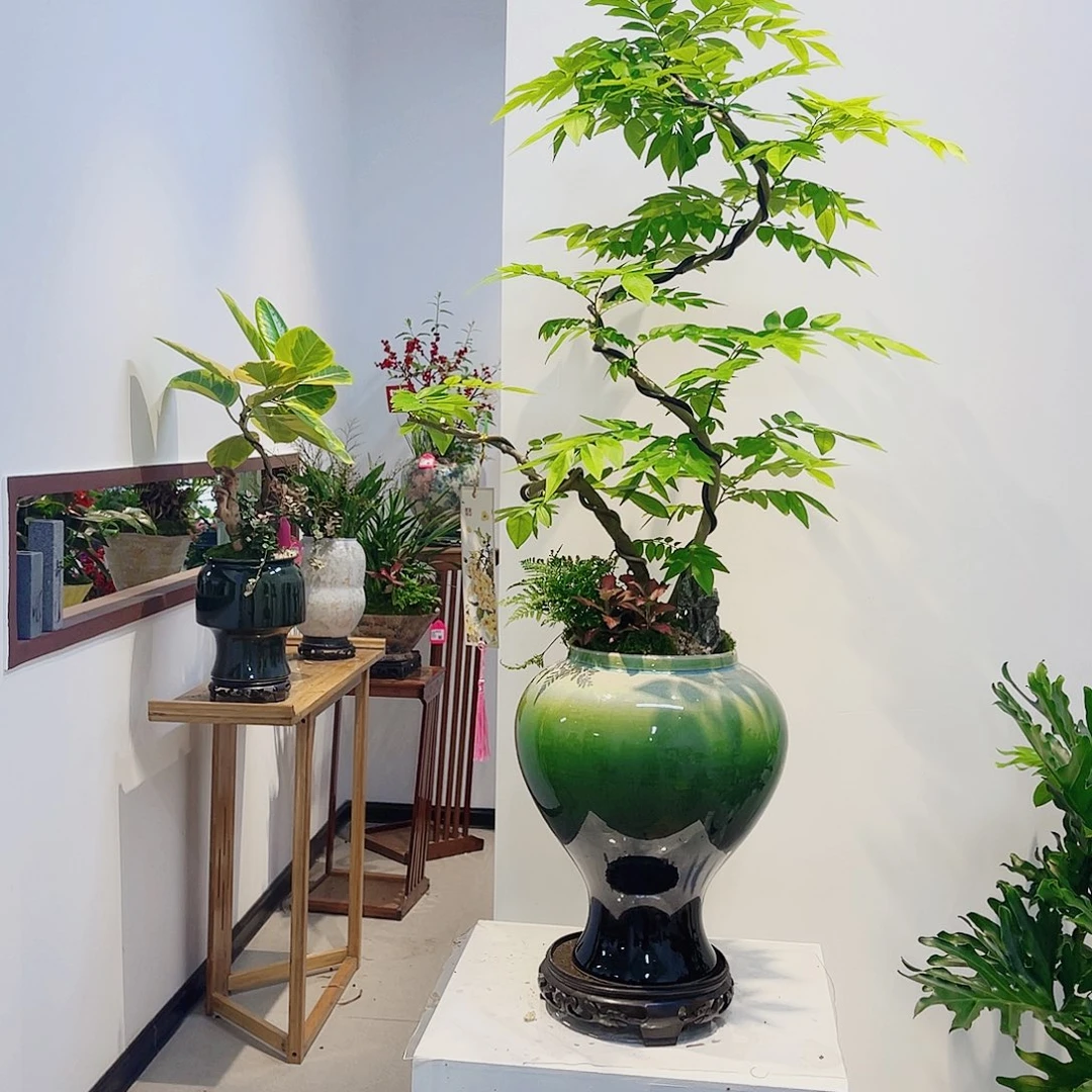 无花朵高端盆景一物一拍