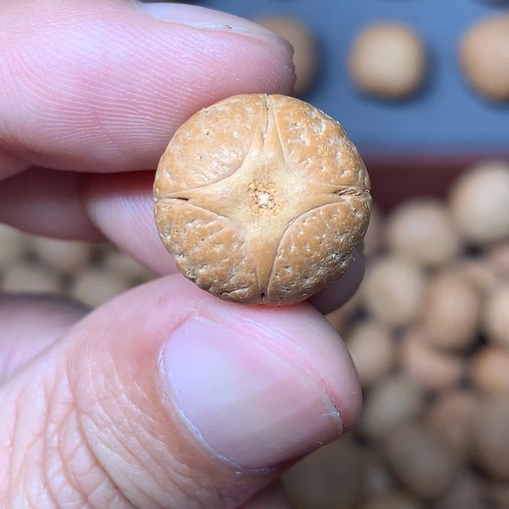 凤眼菩提吊坠16.3mm尼泊尔麒麟眼