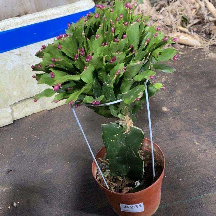 当前无花栽培后可以开花月*231紫色