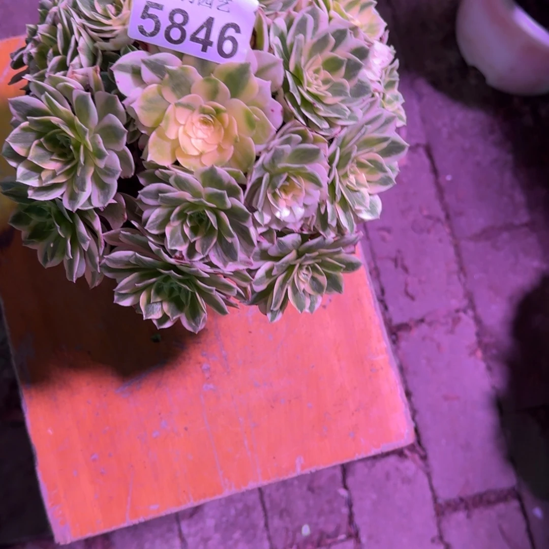 尽***为伊丽莎白多肉植物5846