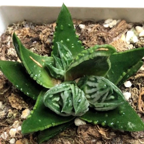 达摩泪珠底座带3侧牙带盆发货