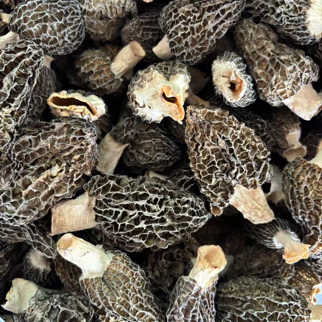 【敖会长】代收羊肚菌 林下防野生种植