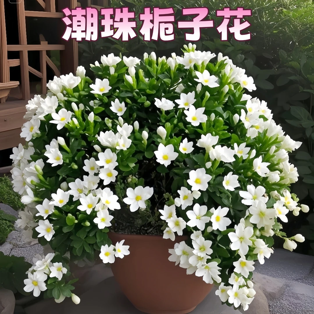 【潮珠2】栀子花贵货品种小叶栀子花浓香耐热绿植花卉室内外植物