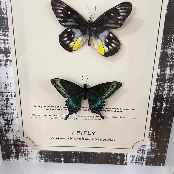 蝴蝶标本定制版139