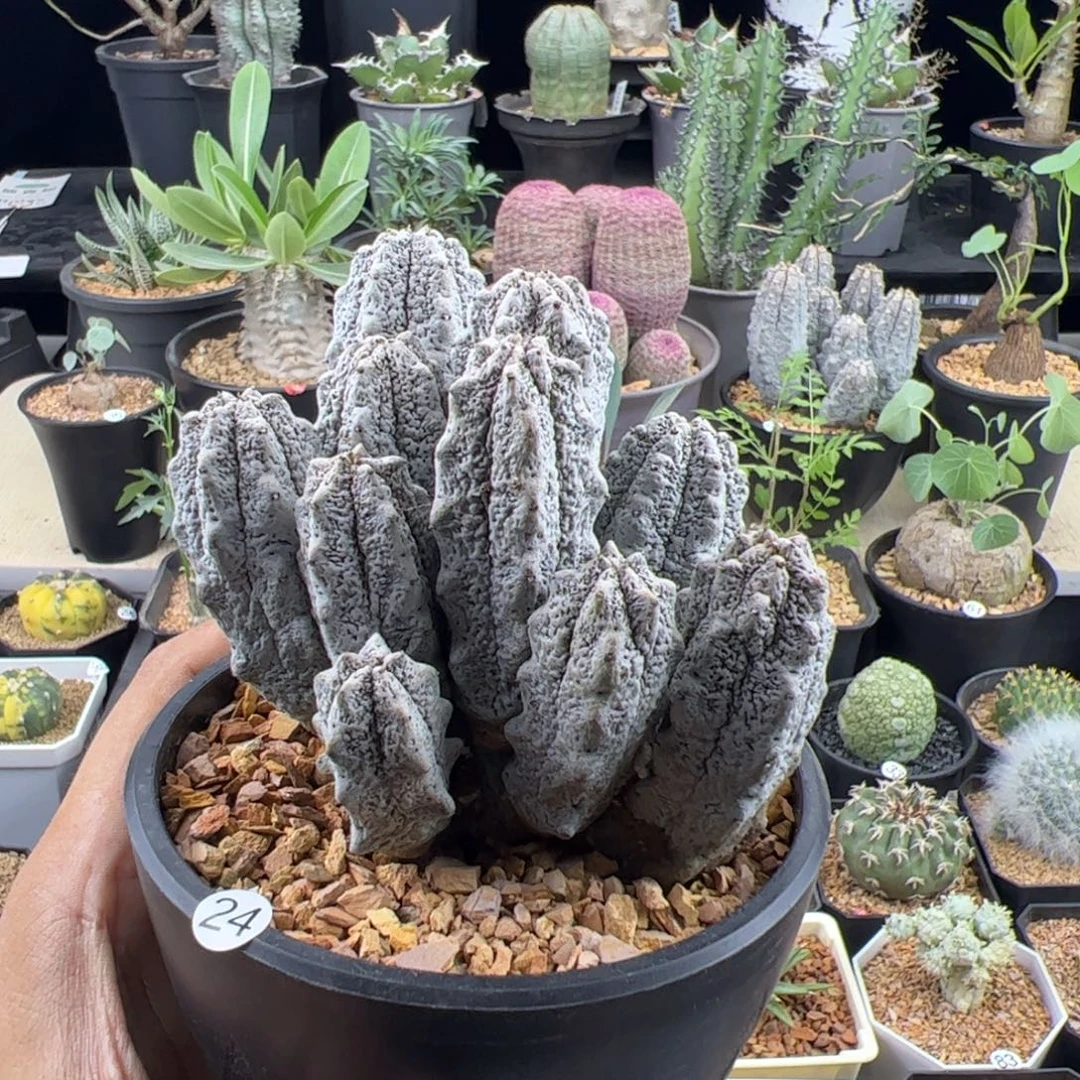 水泥柱群一物一拍默认脱土发