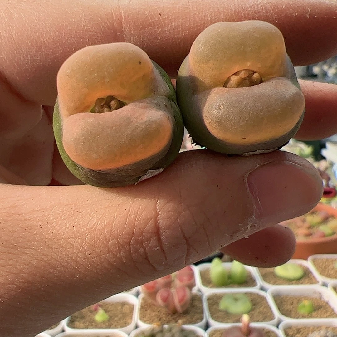 【闪购商品】102 毛毛