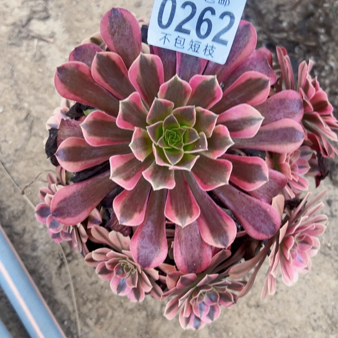 美杜莎多肉植物0262