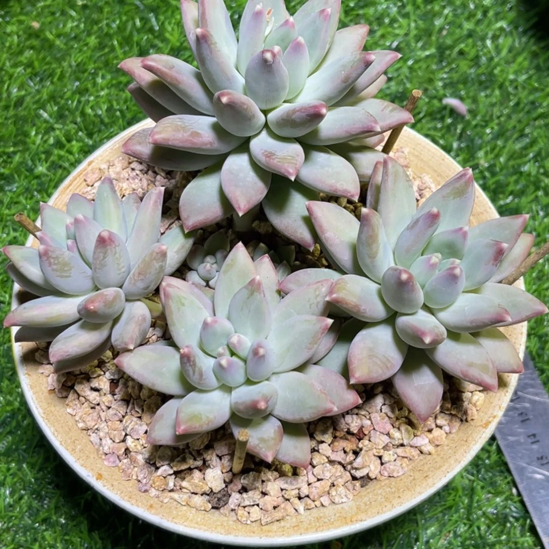 鱼*天使。不知名 寄养