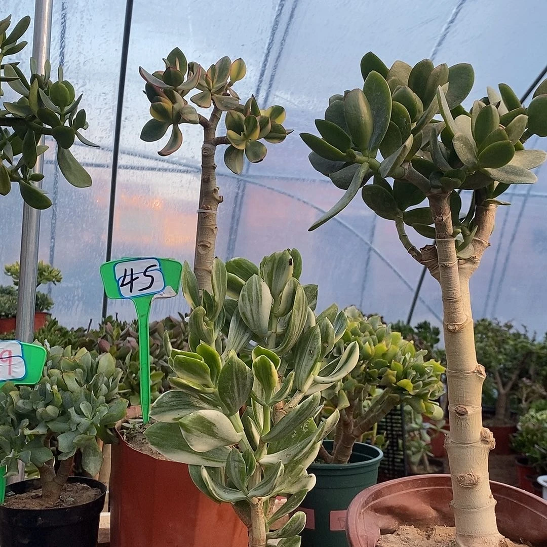 0***1完全开放三色玉树一物一拍