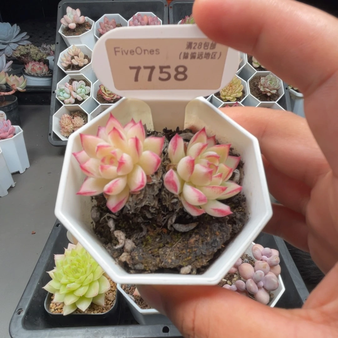 7758女王麦4.5厘米