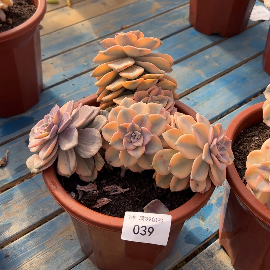 039多肉植物组合盆栽