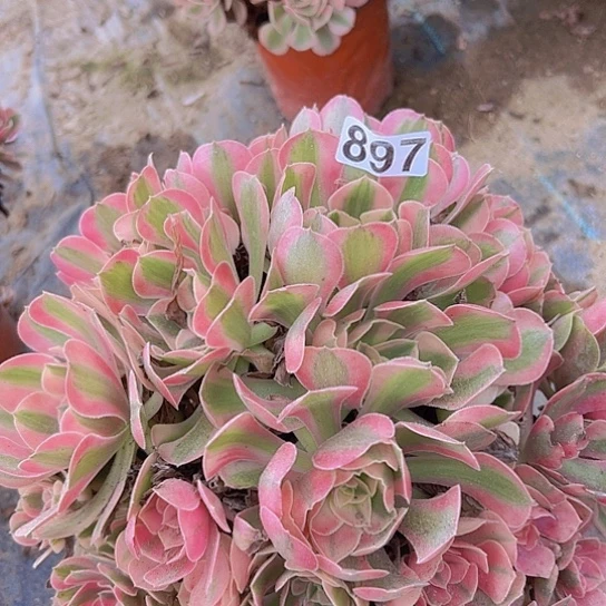 财***进多肉植物一个香非