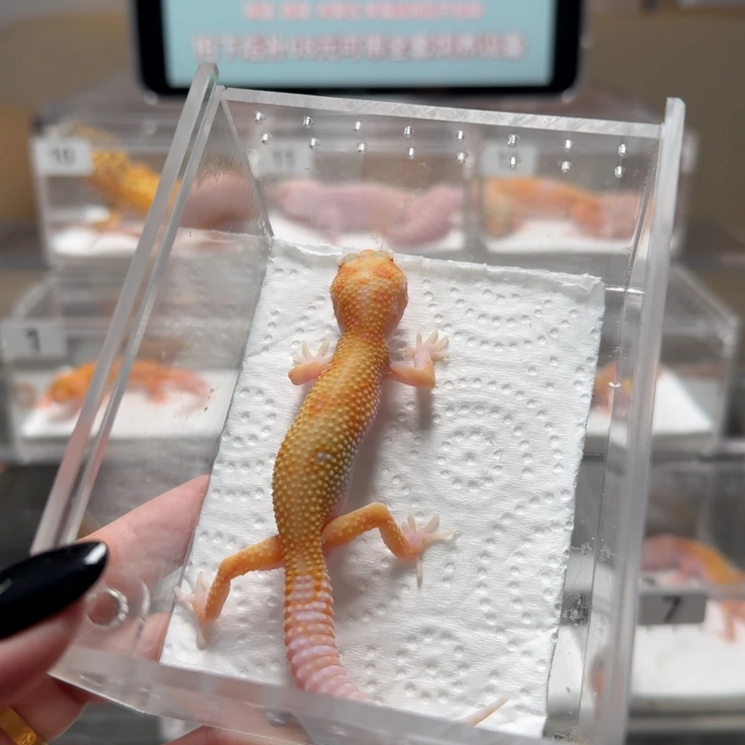 豹纹守宫白黄蜡笔母温