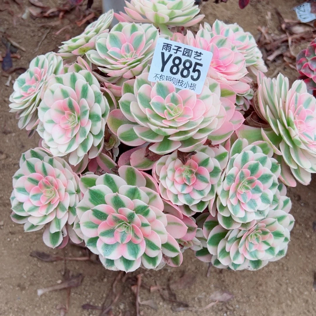 885倾城尺寸28左右