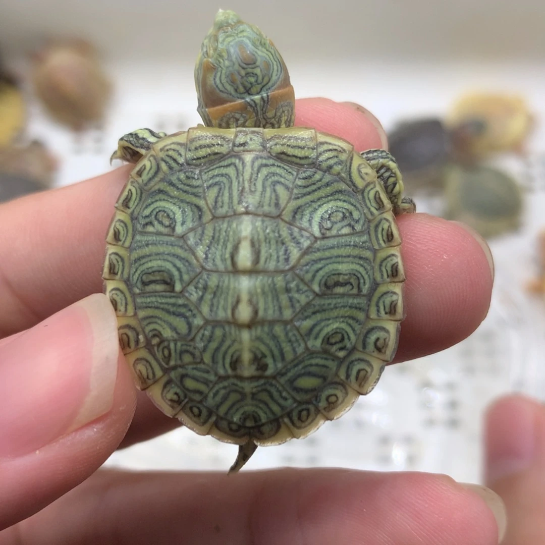 不分公母巴西彩龟