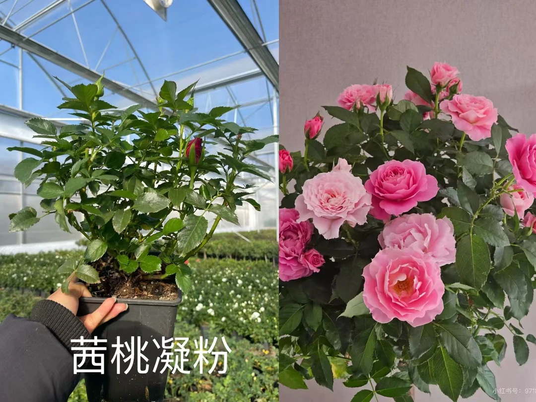 【茜桃凝粉独颗】阳台庭院花园楼顶好养护抗病性强花卉绿植月季盆栽