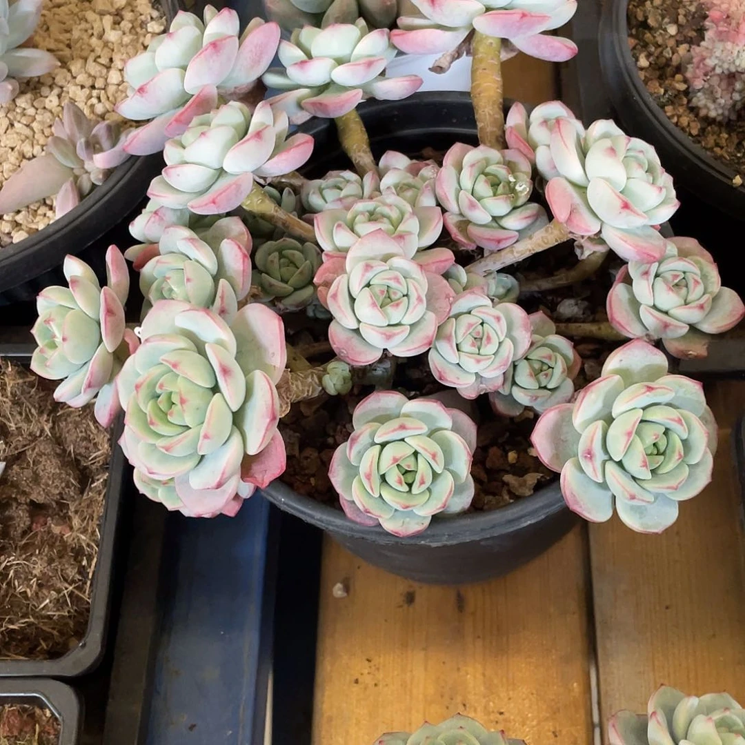 多肉植物的生长发育规律