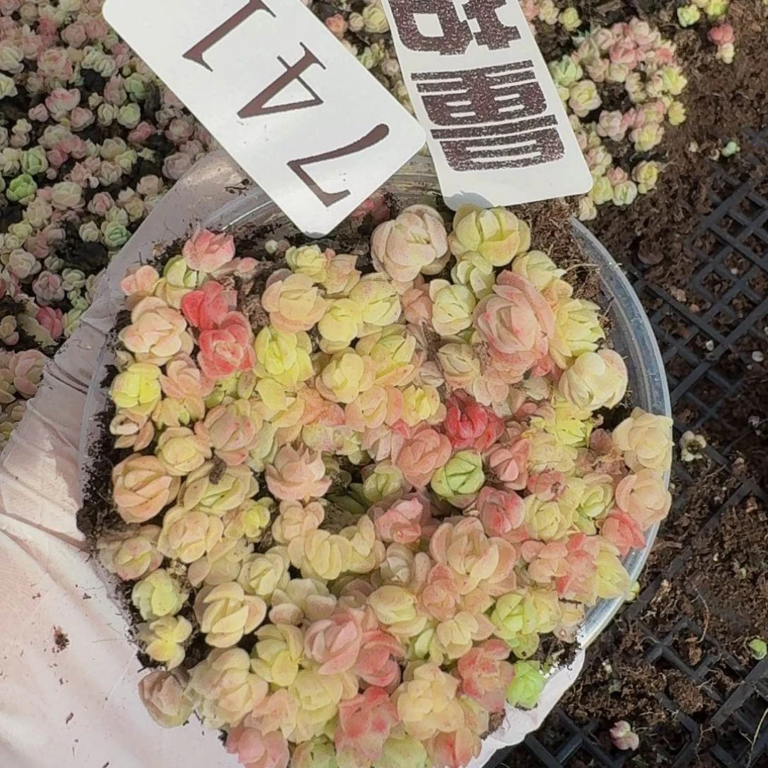 多肉植物多肉植物741量拍