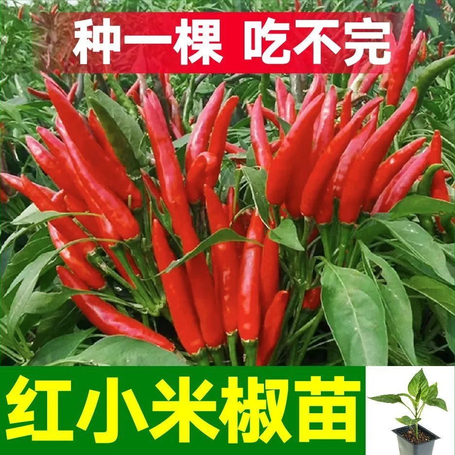 特辣红小米辣秧苗带土球白玉小米辣美人椒朝天辣椒种