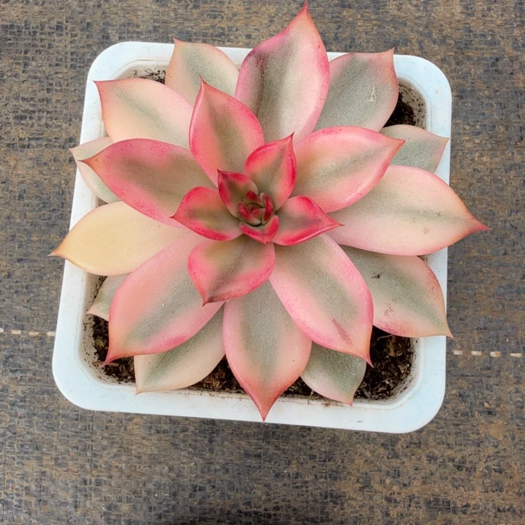 火焰山锦上园艺一物一拍