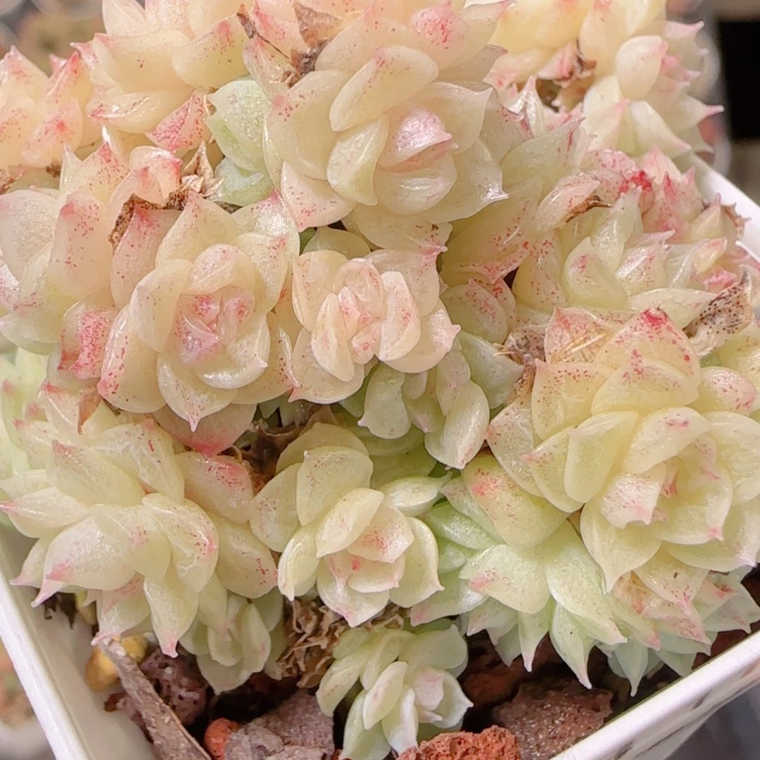 花语多肉1130-353散