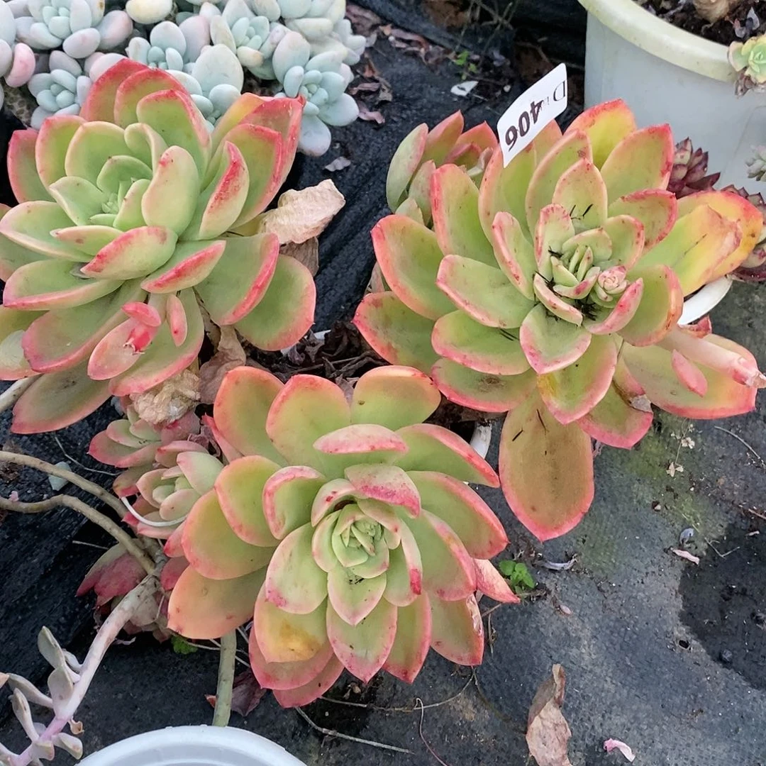 ❀****ゞ406金辉多肉植物