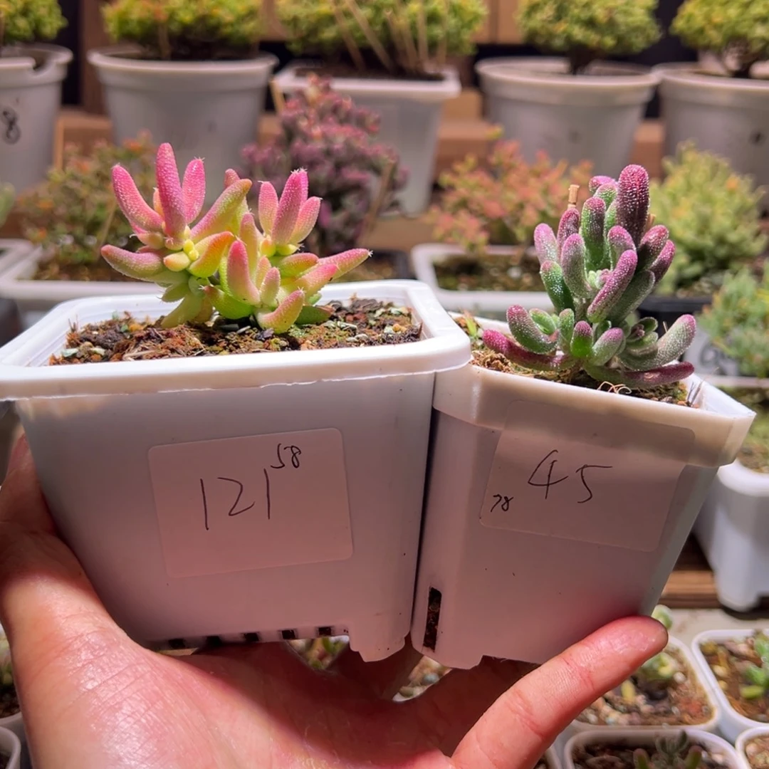 远***远组合一物一拍包开箱