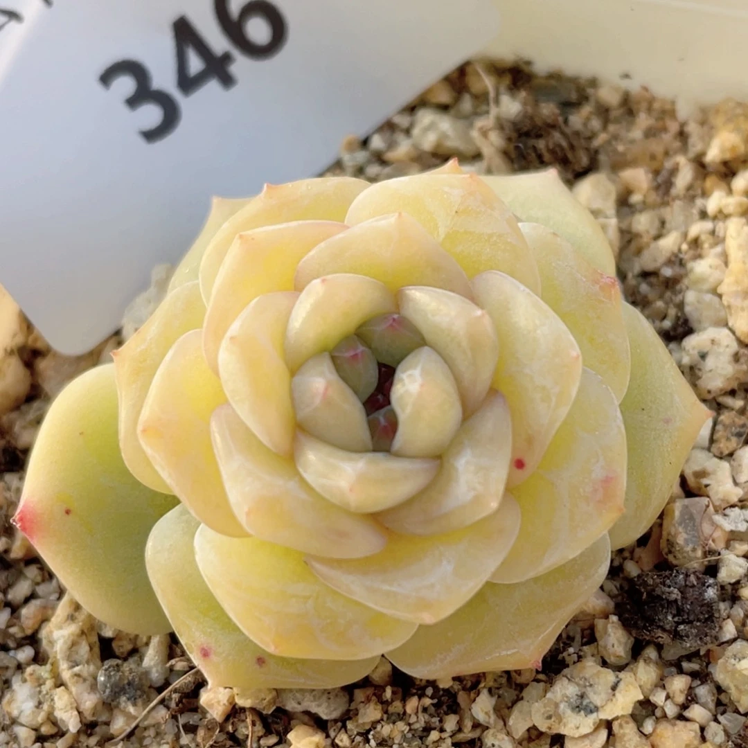 346号糖心冰心珍妮