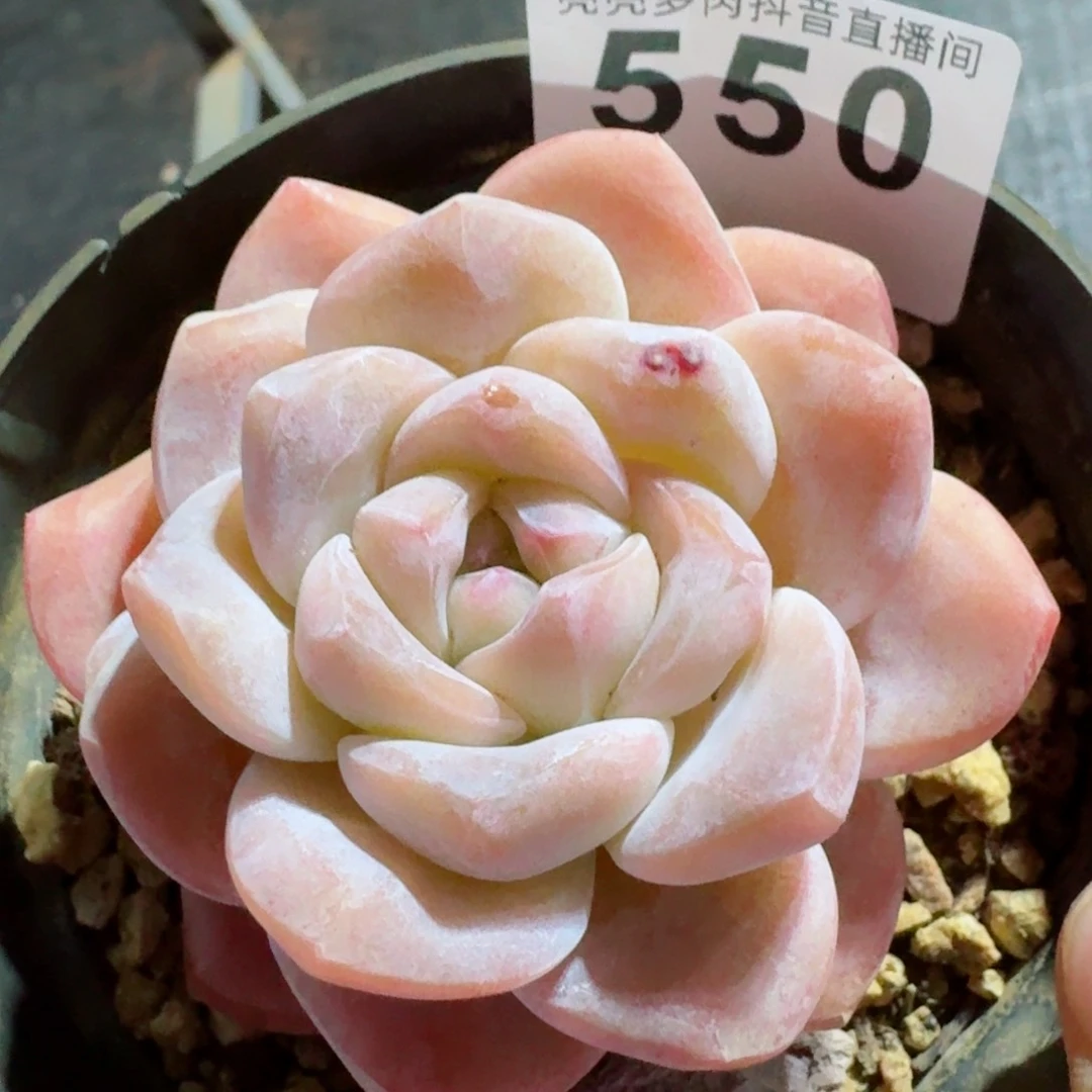 福利         精品多肉