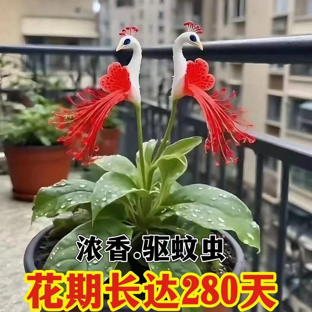 四季君孔雀花种球植物室内易活绿植水培好养阳台高端种球