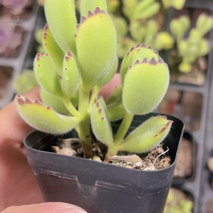 熊童子精品多肉植物