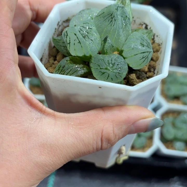 精品杨贵妃多肉植物