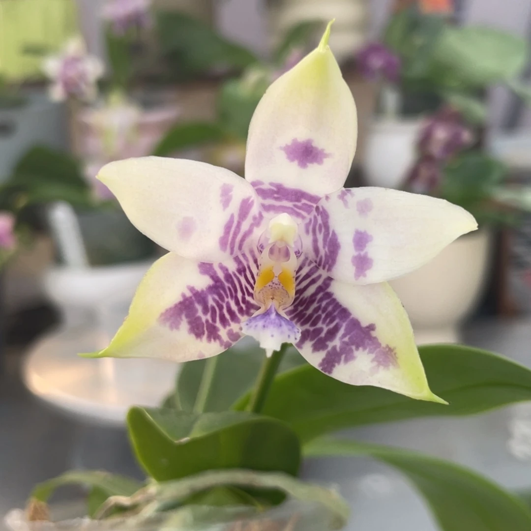 完全开放KM3667，2.5杯开花株