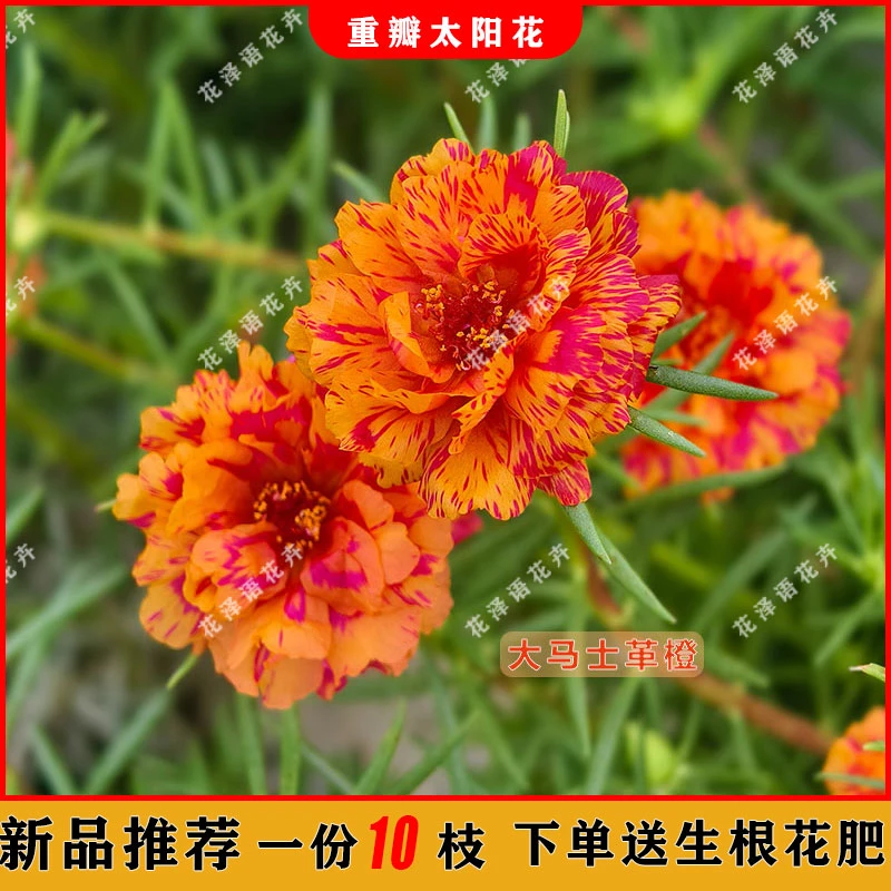 新品【大马士革橙】带花苞重瓣太阳花对版标色户外阳台庭院绿植花卉