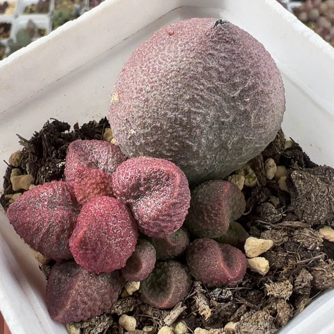 水蜜桃大苗多肉植物水泡