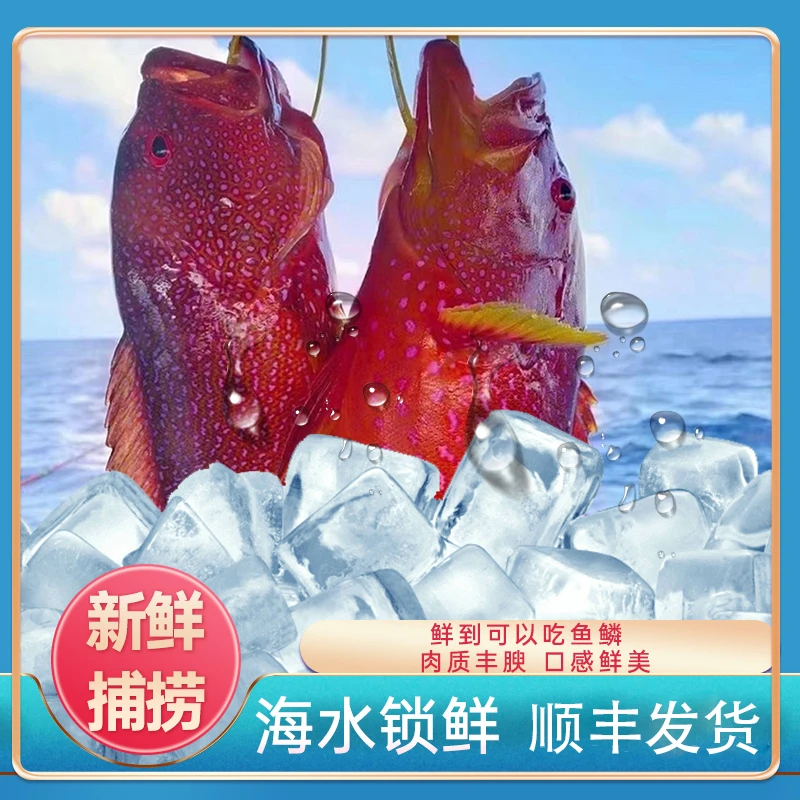 【漠叔专属B】燕尾东星斑鱼南海渔民钓口鲜活速冻锁鲜手捕海鲜