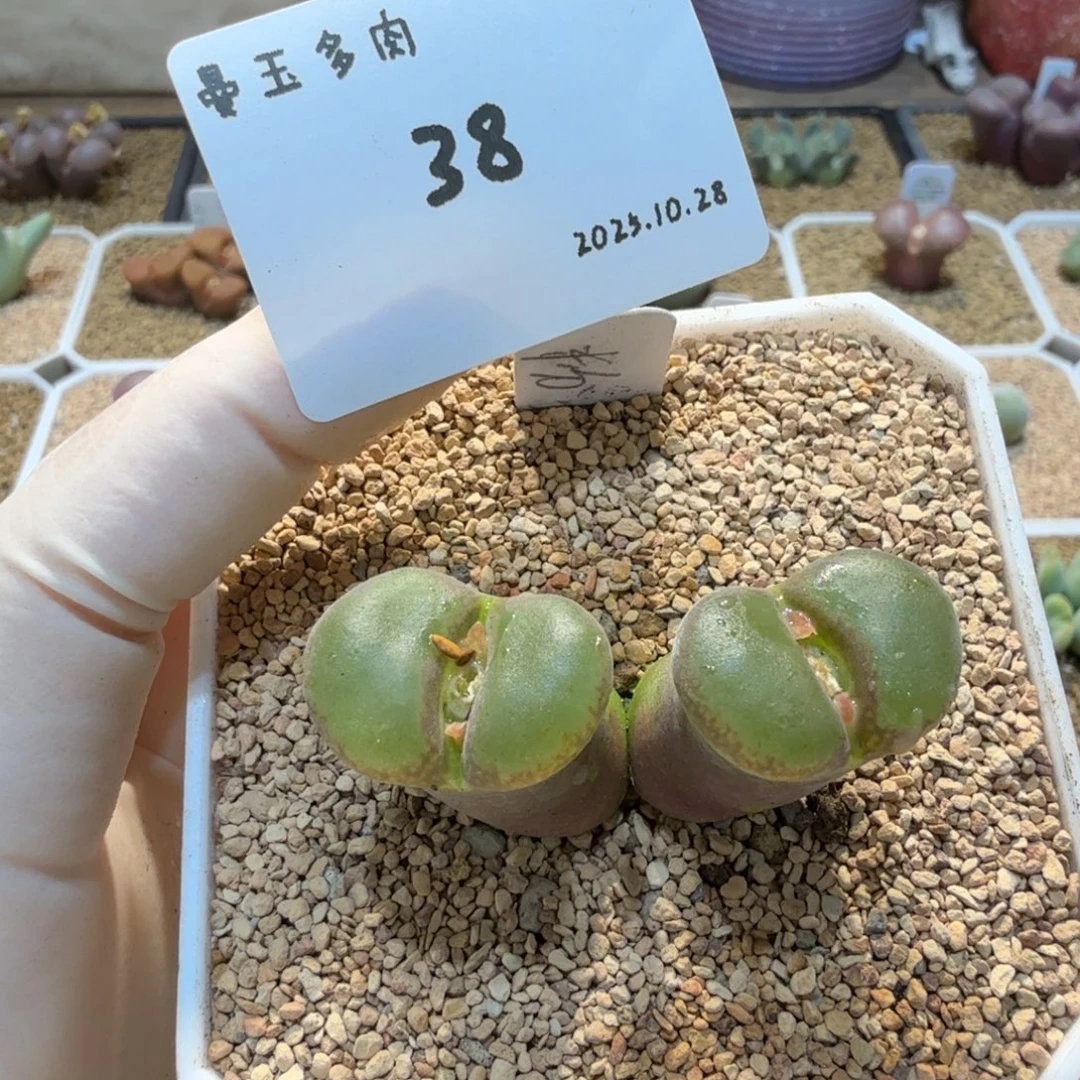 多肉多肉多肉10.28-038