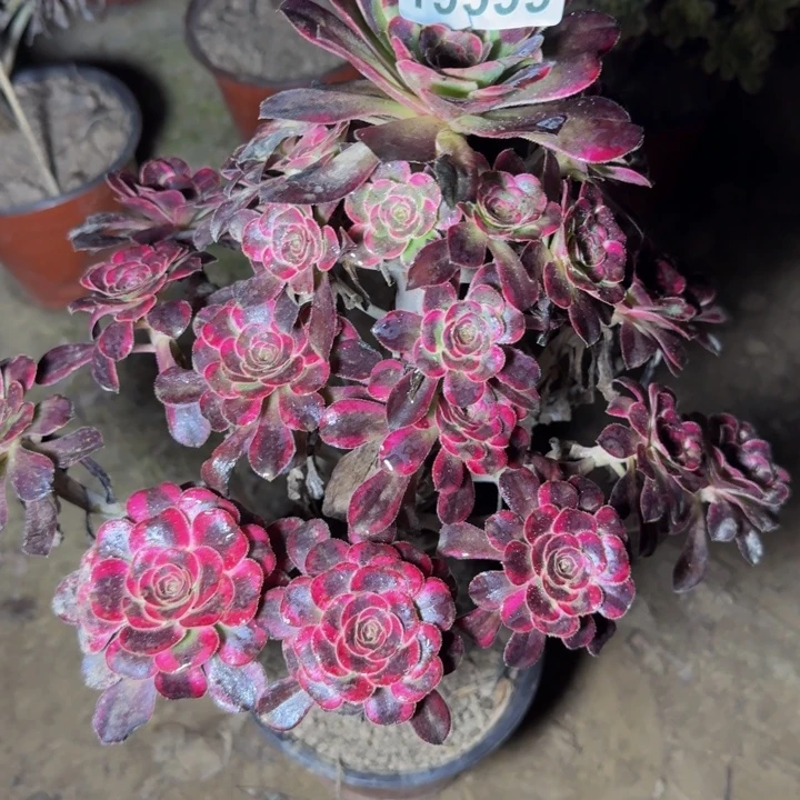 19399丽娜多肉植物