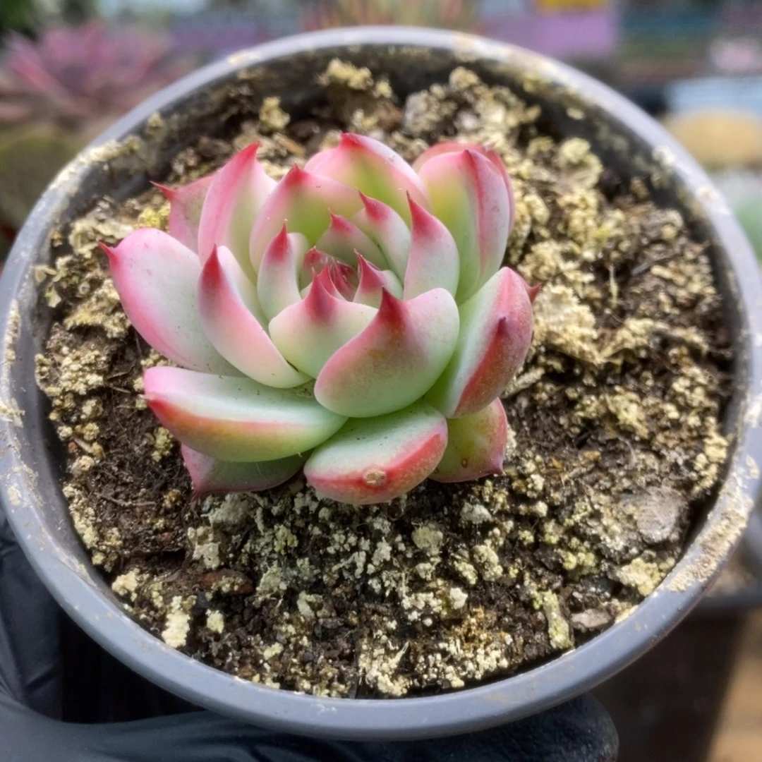 080锦锦锦锦锦锦锦