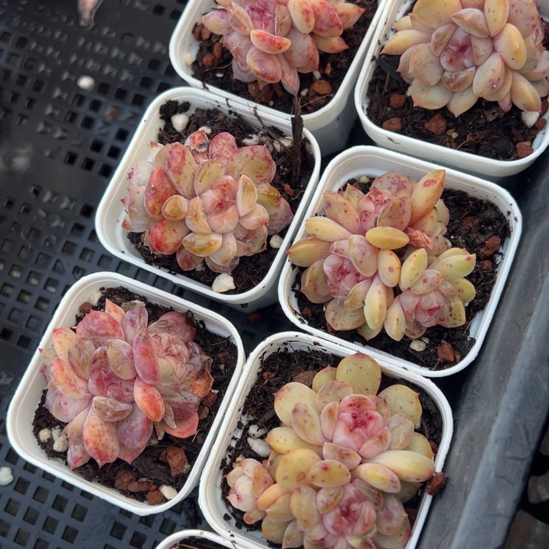 红恋三头4cm到手1颗量拍多肉满18元包邮明天发货